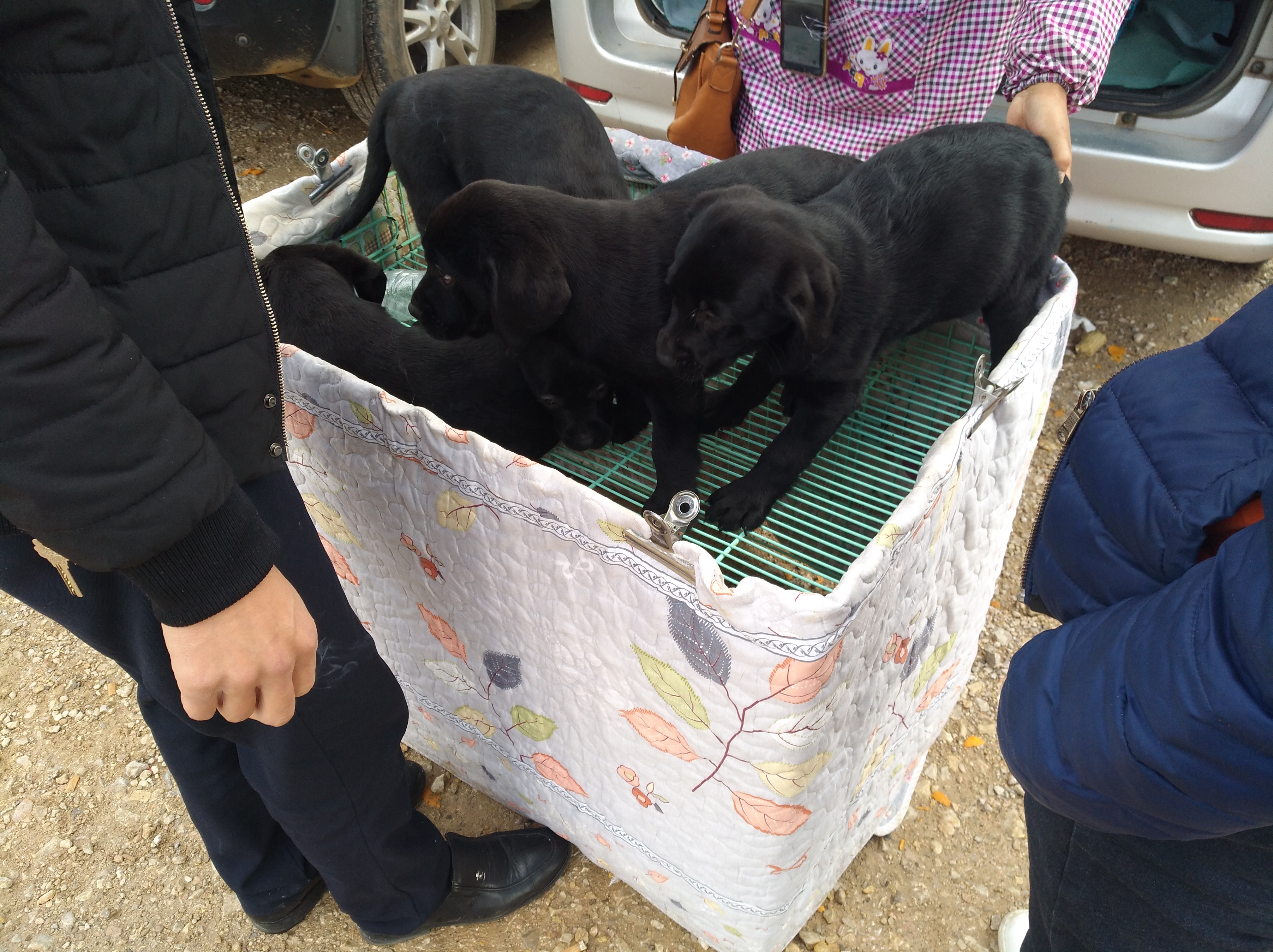 拉布拉多走丢被狗贩子捉到,拉布拉多犬走丢又找到家了