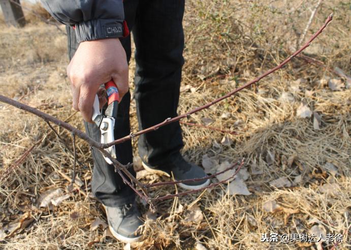 果树整形修剪技术,苹果树整形修剪基础知识