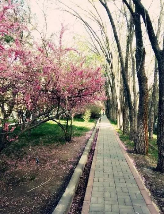 *疆新**大学!真美