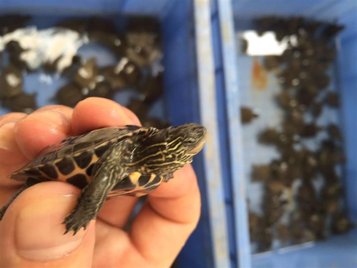 石龟市场为何崩盘,石龟市场今年会崩盘吗