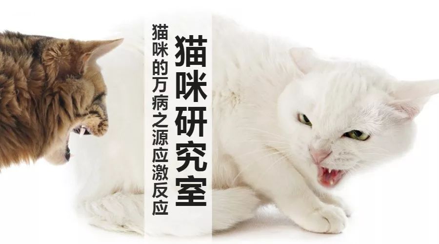 猫咪应激反应不吃不喝怎么处理,猫咪的应激反应是什么原因