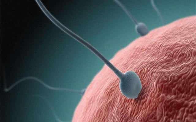 精子卵子结合以后的胎儿,精子卵子结合排卵