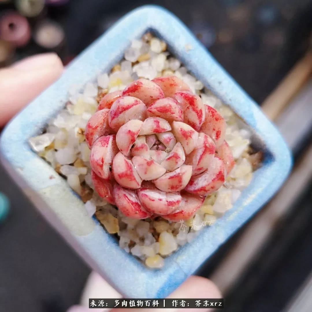 那个爱画多肉的小姑娘带着她的心头肉又来啦！