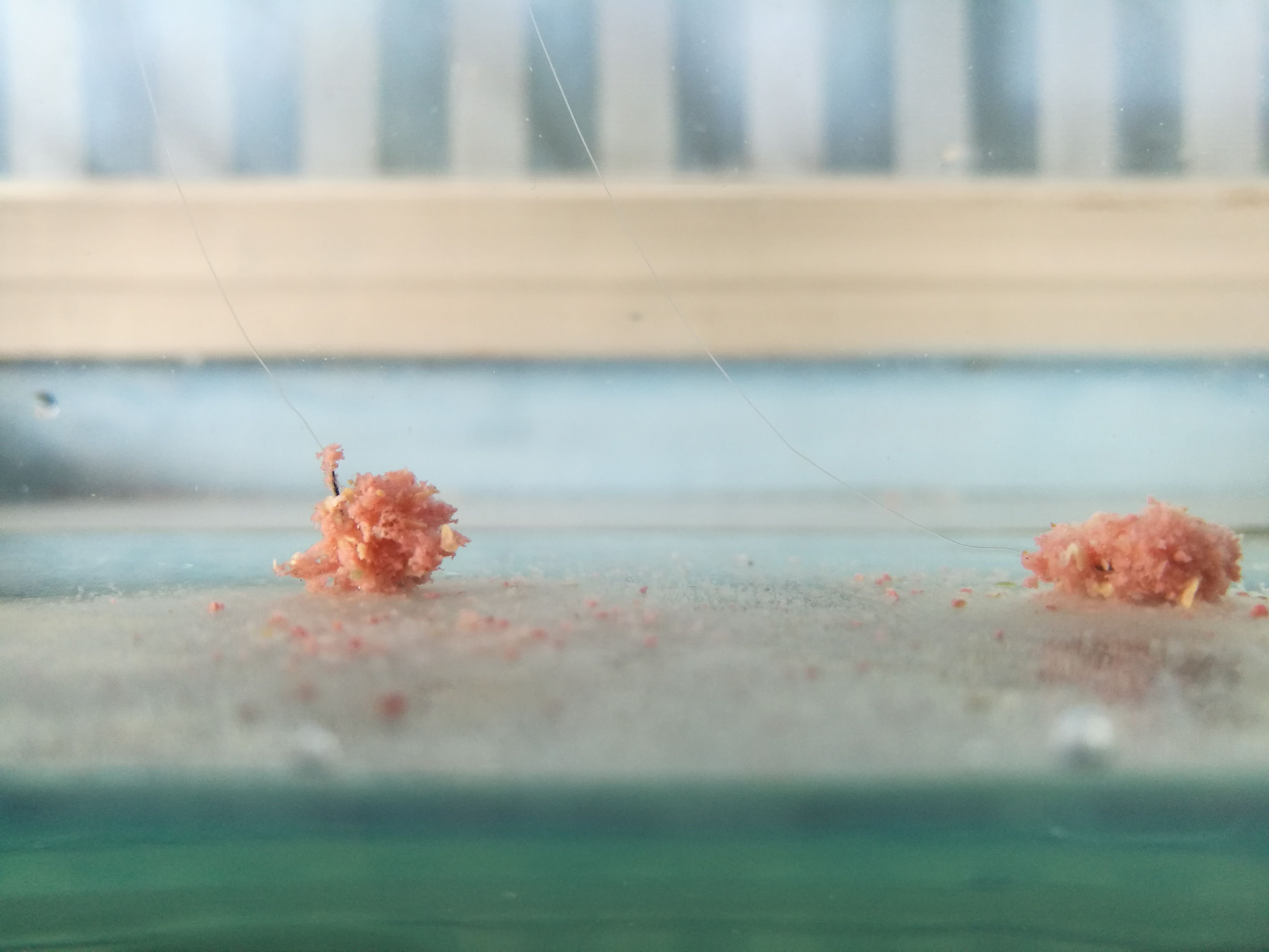 为什么浮漂总是微微上顶再下顿,而不是直接顿?原因根本不在调钓