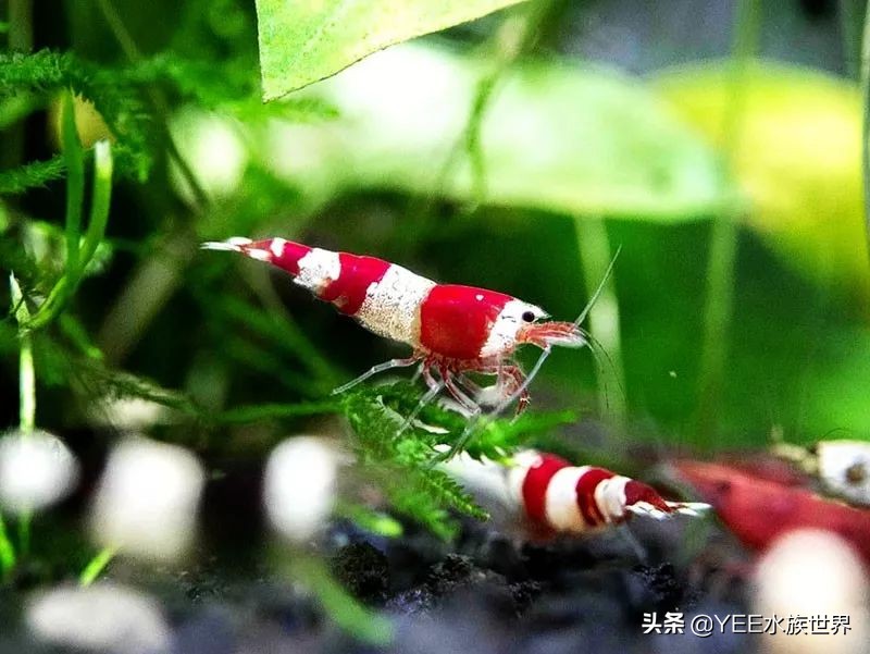 人工养殖虾最新价格,最新的观赏虾