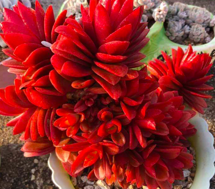 多肉只有几个瓣怎么养,推荐12款适合新手养的多肉