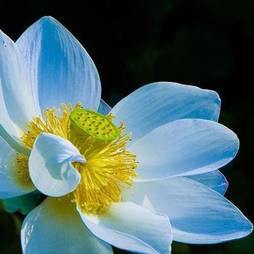 饱和纯露和不饱和纯露有什么区别,饱和玫瑰精油纯露