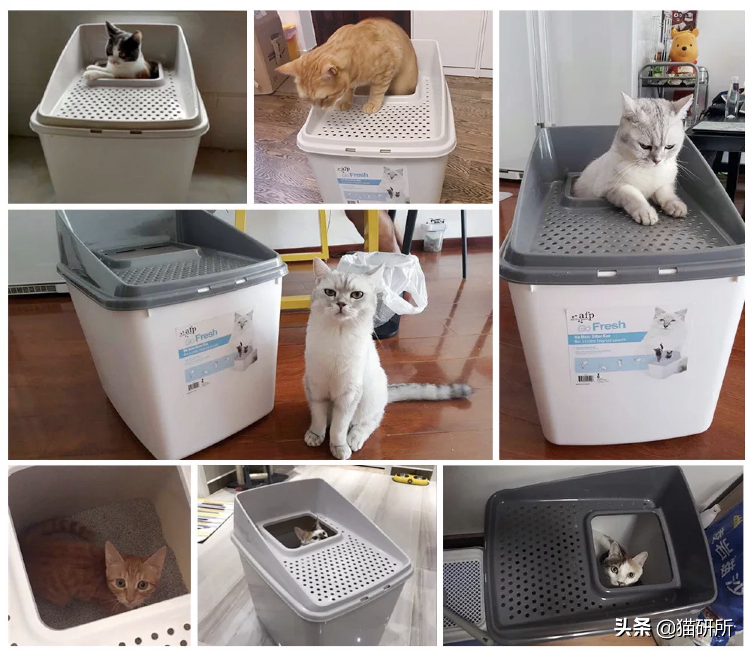 铲屎官猫砂推荐,猫砂推荐铲屎官必备