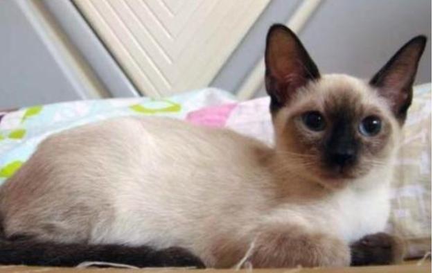 母猫更粘人还是暹罗猫更粘人,十大最干净最好养的猫暹罗猫