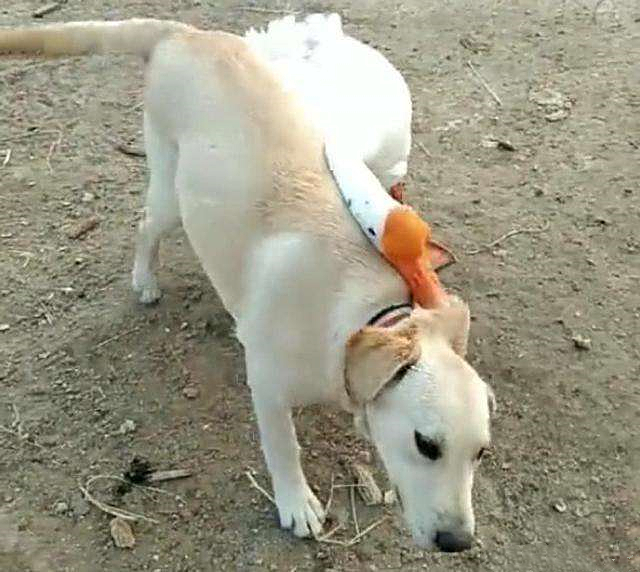 兔子眼睛被鸡啄瞎了,兔子把鸡咬秃了