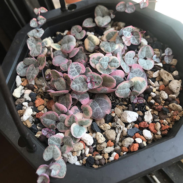 多肉植物一年四季可以晒太阳吗,夏季怕热怕晒的多肉植物