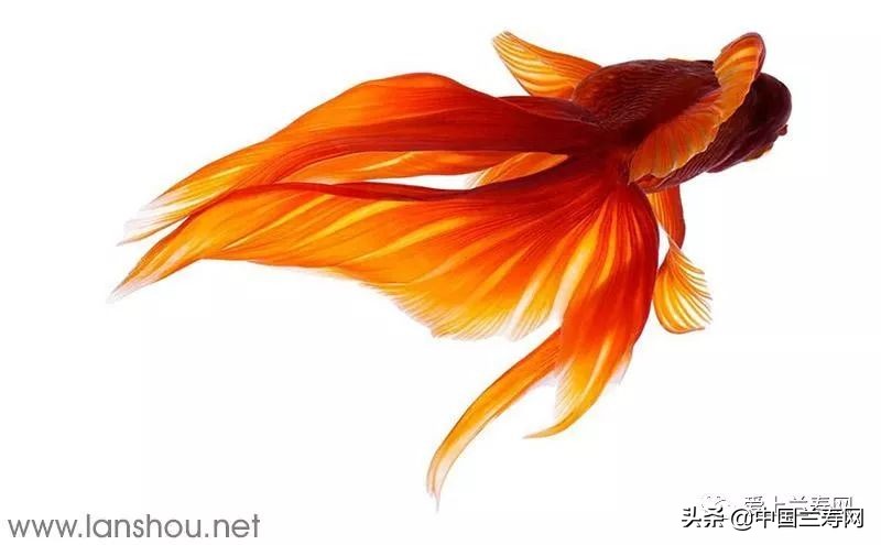 那些企图拿尾巴征服世界的金鱼们