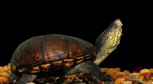 蛋龟混养推荐什么品种,蛋龟和泥龟一共有多少种品种