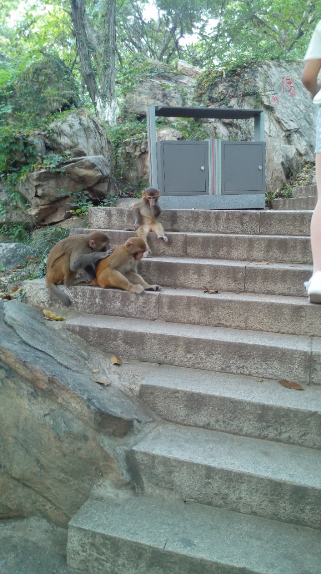连云港花果山一日游详细攻略,宜阳花果山一日游最佳攻略