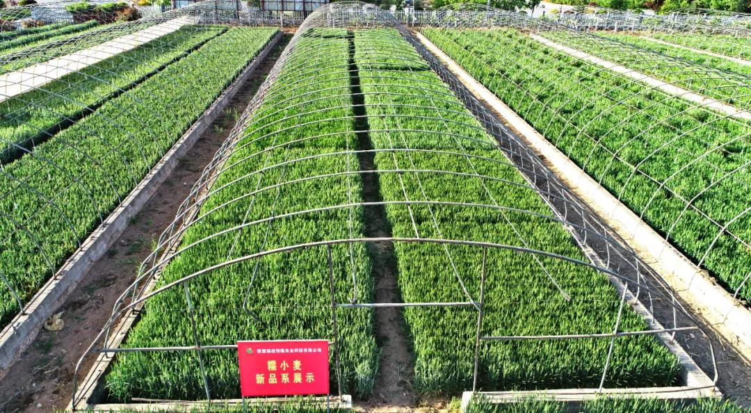 糯小麦怎么看质量,糯小麦种植技术