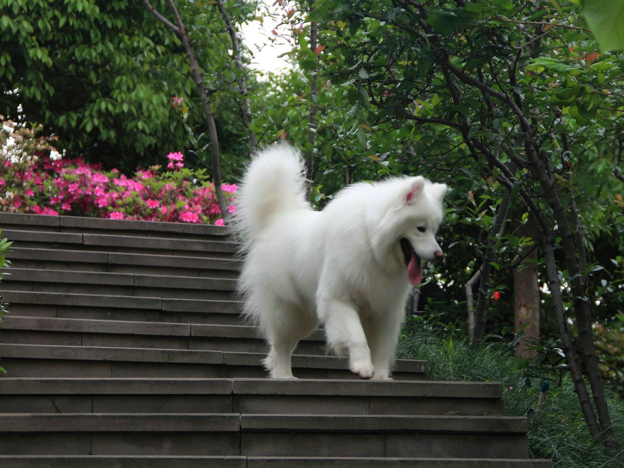 怎么养好一只萨摩耶新手,熊版萨摩耶适合新手养吗