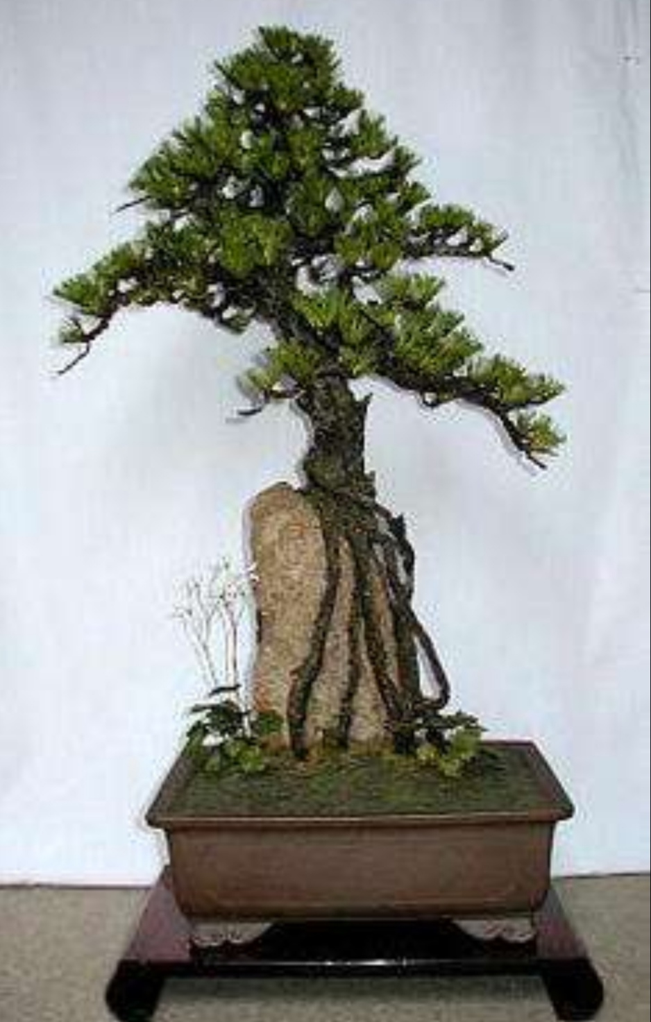 适合做附石盆景的植物,附石盆景如何固定石头