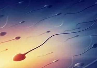 精子与卵子的秘密,精子与卵子的奥秘