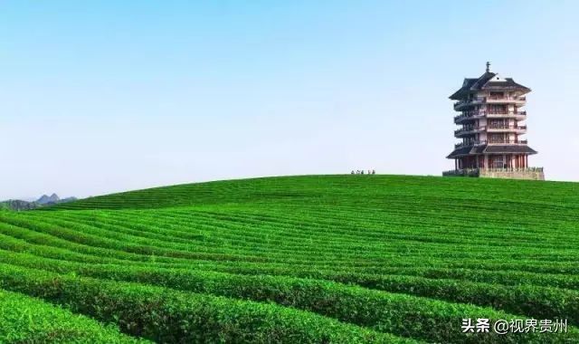 贵州茶海的春天有多美,贵州最美茶海