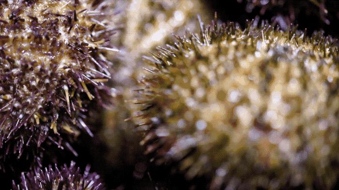 颐海国际海鲜自助海胆,北京海鲜自助海胆鳌虾不限量