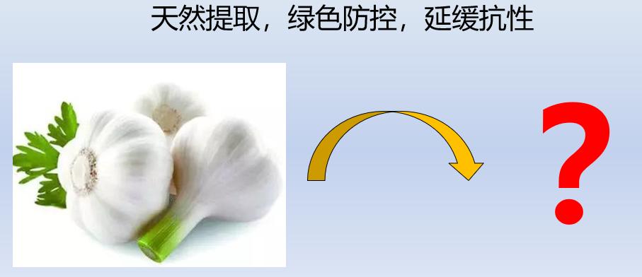 大蒜素能预防真菌感染吗,大蒜素治疗细菌感染
