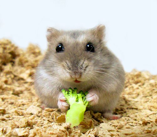 紫仓挑食,紫仓为什么只吃蔬菜