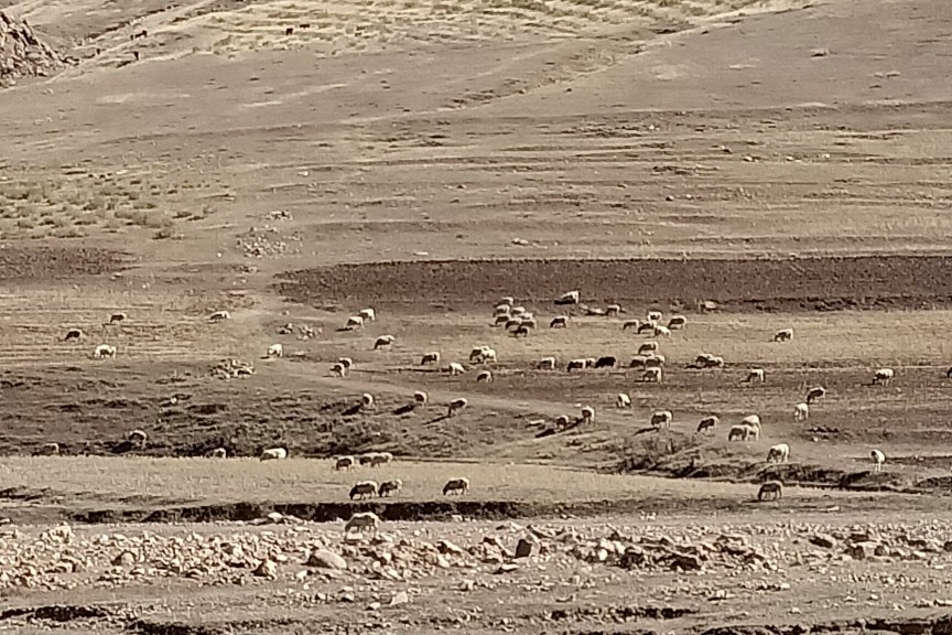 从四子王旗到牧区要走多少公里,呼市从四子王旗徒步回家