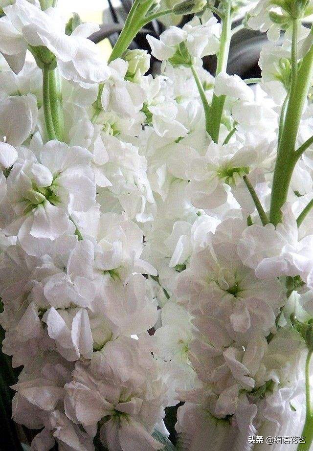 紫罗兰为什么是最尊贵的,拿破仑最喜欢的紫罗兰花