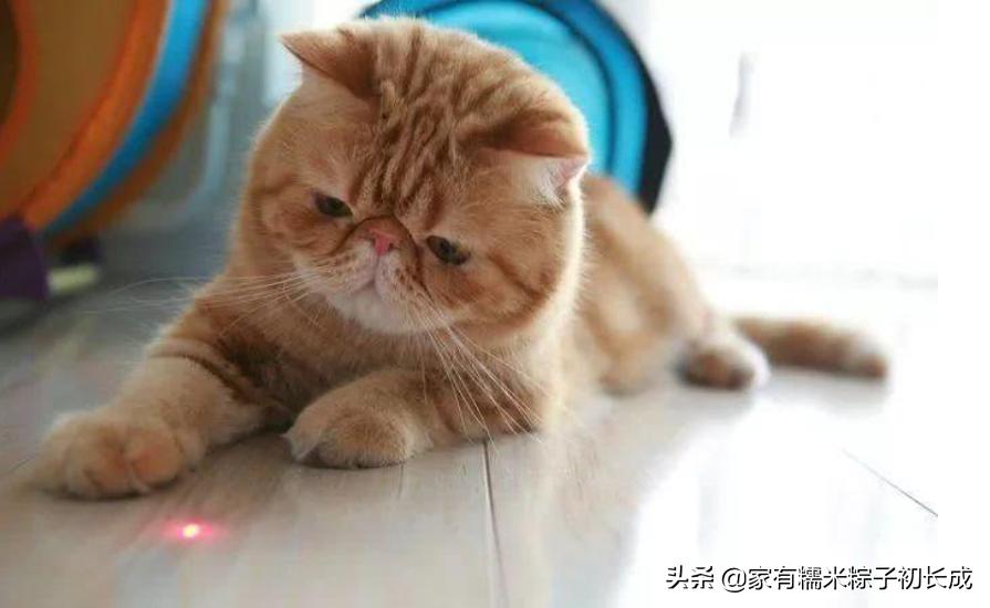 挑选猫咪时聪明人会避开这7种猫,猫主子不亲人