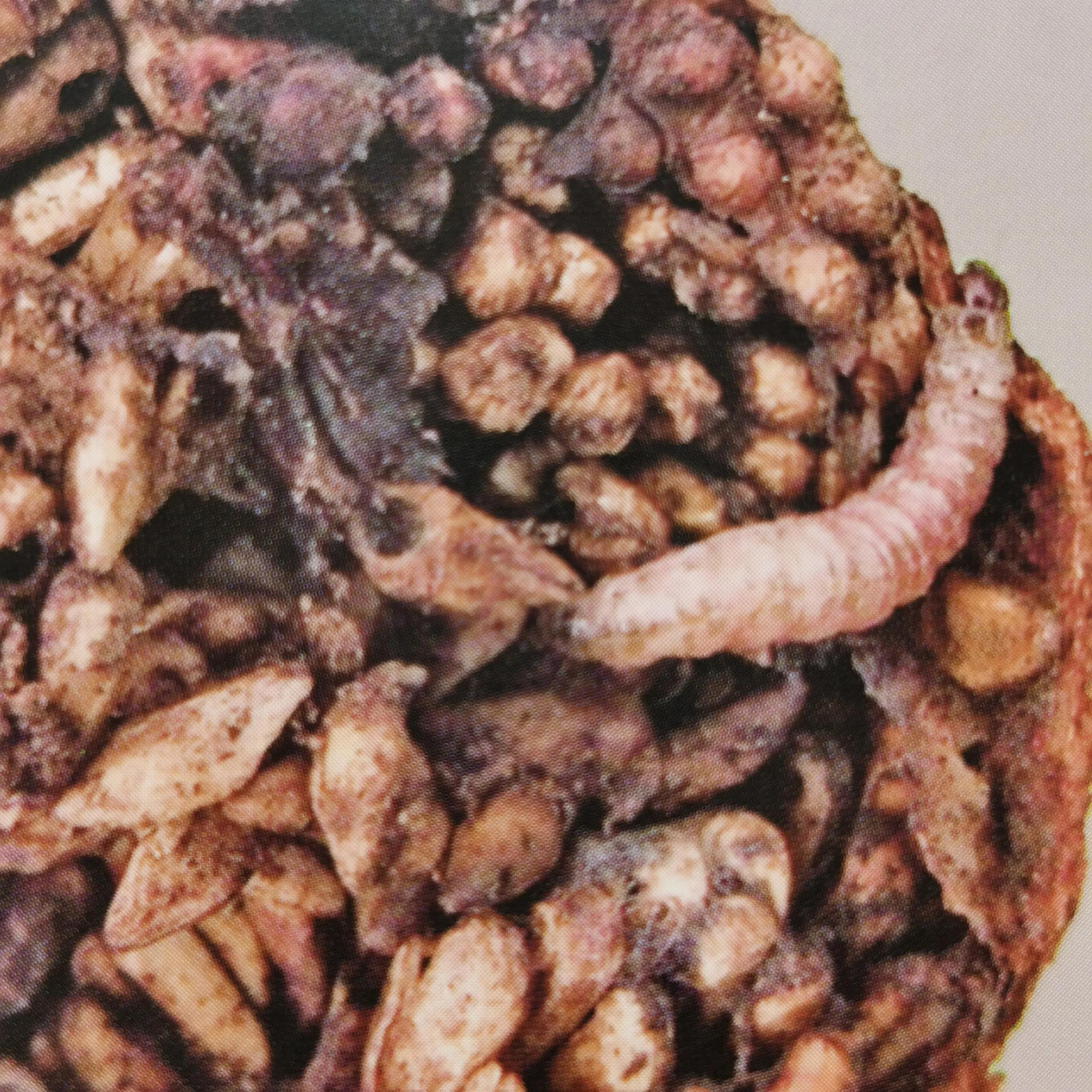 食心虫如何防治呢？有两种方法一种是化学防控，一种是物理防控