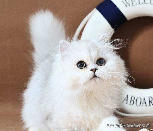 最受欢迎的猫咪品种排行榜,十大最受欢迎的猫咪品种