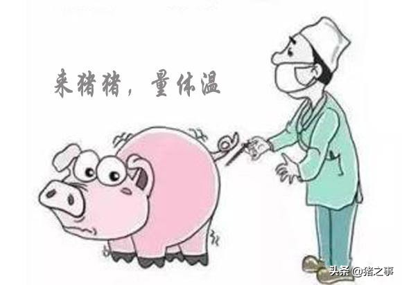 养猪退烧的方法,养猪发烧用什么药能退烧