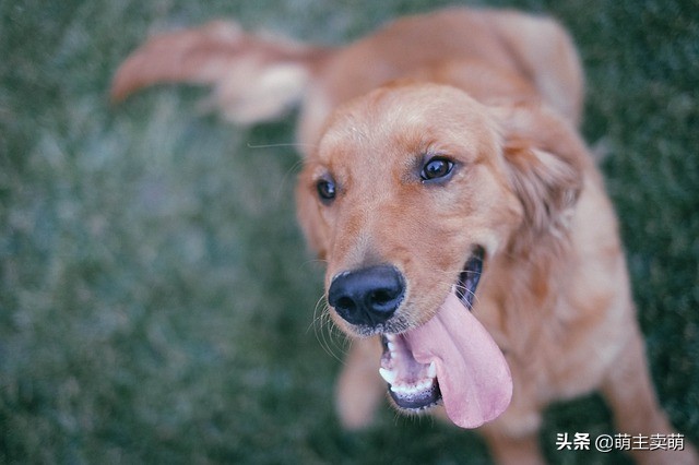 金毛会不会主动的咬主人,金毛咬主人怎么纠正