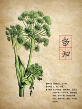 当归的来历简短,当归的俗名叫什么