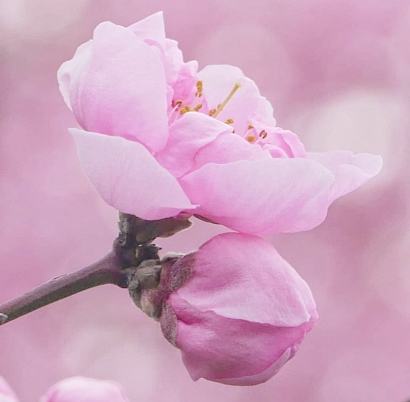 pandora潘多拉,pandora潘多拉十里桃花