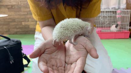 西安有哪些可以撸兔子的店,西安撸兔子的店