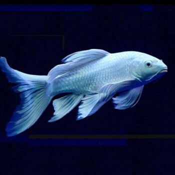 观赏鱼的胸鳍和尾鳍充血怎么治疗,观赏鱼尾鳍被咬掉怎么恢复