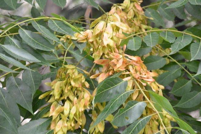 臭椿叶食用有什么危害,臭椿树在中国为啥没有危害