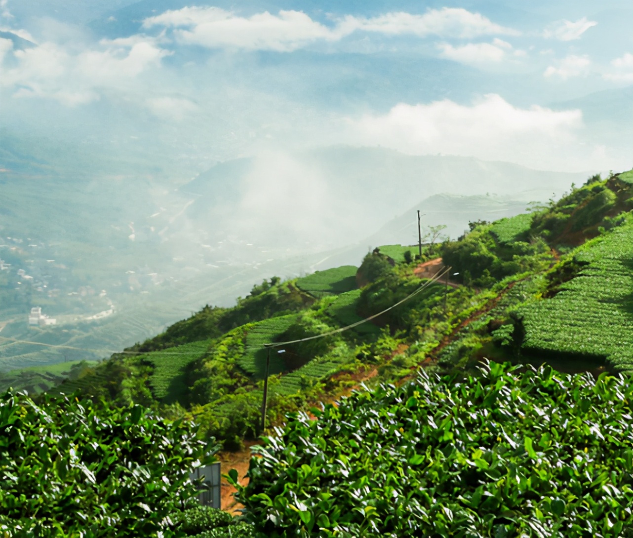 传奇会安溪铁观音为何那么受欢迎？