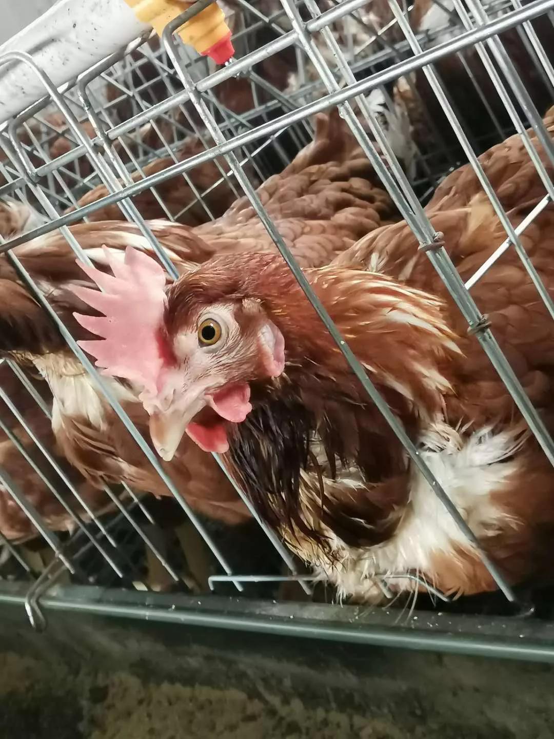 胆汁酸治疗肉鸡营养性腹泻,胆汁酸淤积治疗康复后还会痒吗