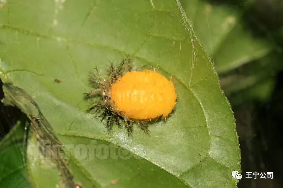 玉米上的虫害打什么药,玉米虫害防治口诀谚语