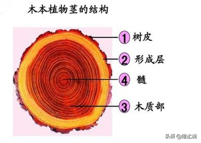 长得像香蕉树的图片,长得像香蕉但里面全是籽