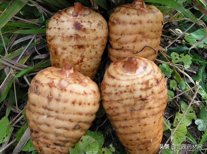 云南昭通野生新鲜天麻产地,真正道地的昭通天麻特征是什么