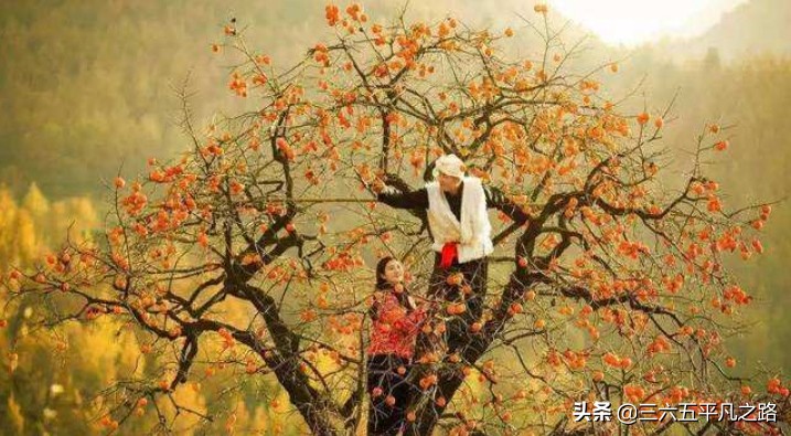 一个柿子十副药有什么说法,一个柿子十副药的下一句