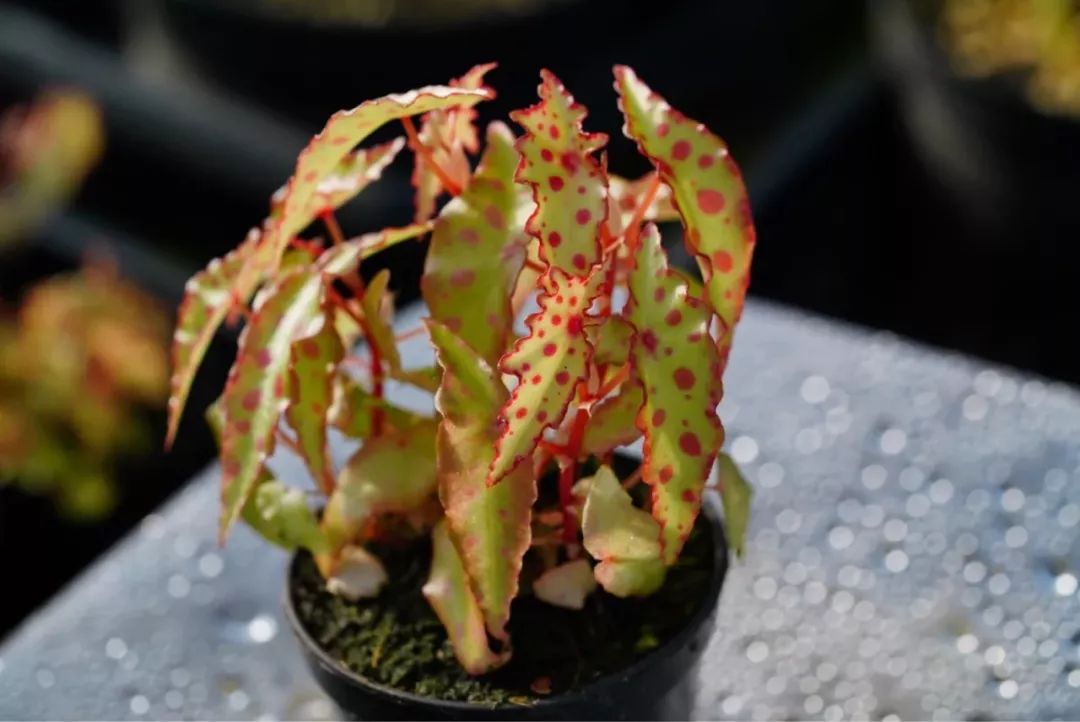 94种常见唯美观叶植物,会开花的绿色硬叶植物