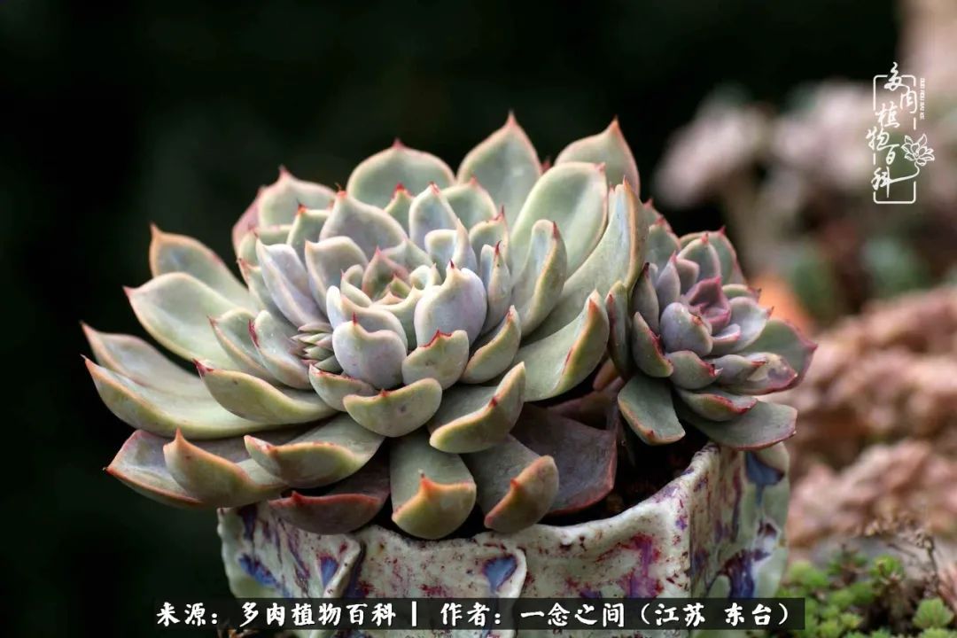 一见多肉误终生,一见多肉误终生从此入了养花坑