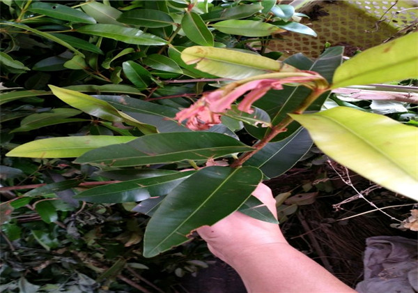 横经席配方应用,横经席的配方