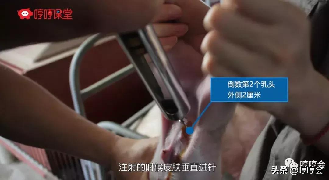 猪腹腔补液方法,腹腔补液视频教程