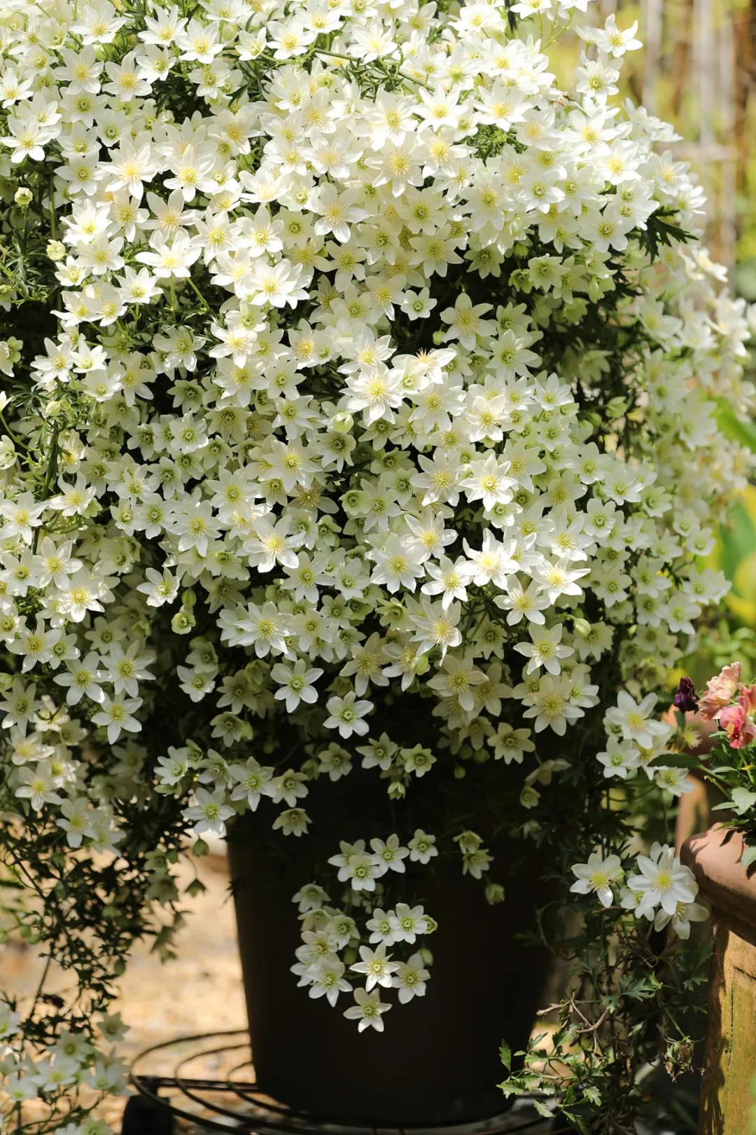 藤本植物皇后铁线莲,藤本皇后铁线莲品种