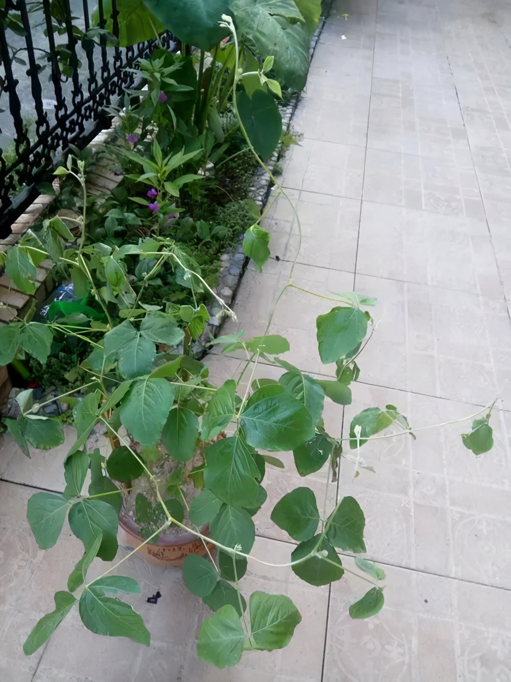 盆栽毛豆的种植方法和技术,盆栽毛豆种植方法